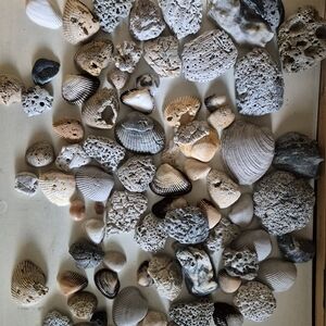 Mixed Sea Shells and Coral Fragments - Neutral Tones